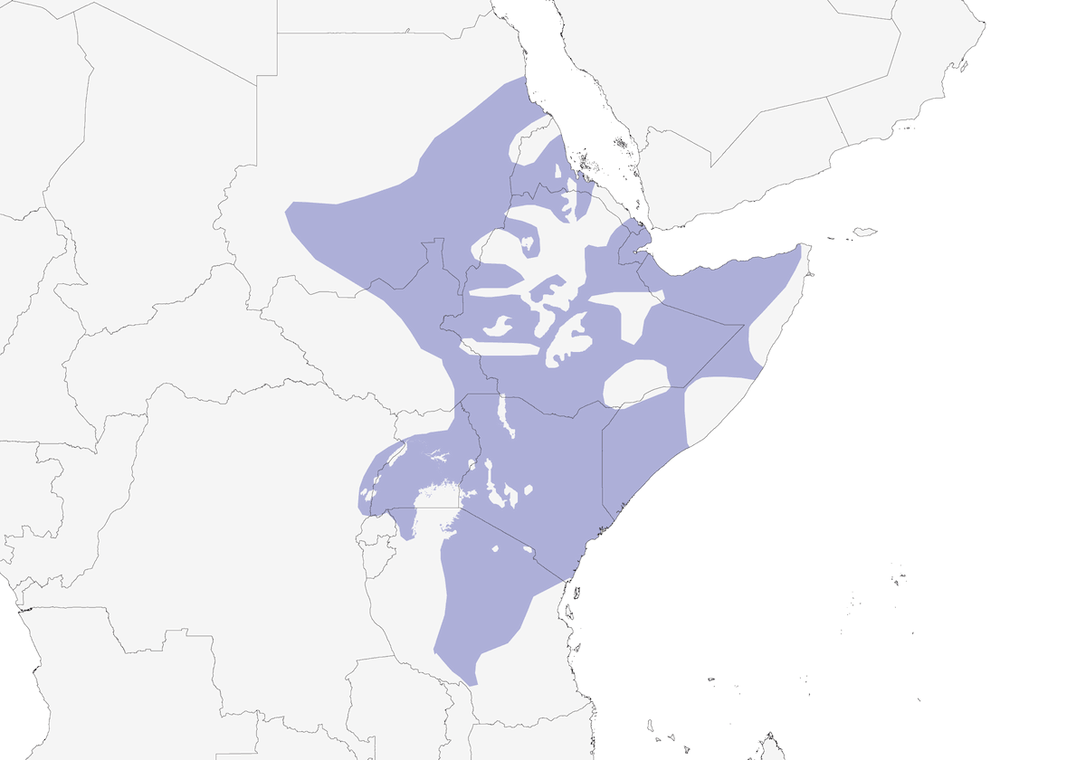 Picchio della Nubia, Distribuzione 1