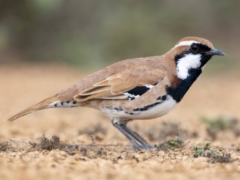 Nullarbor Quail-thrush, Photos 2