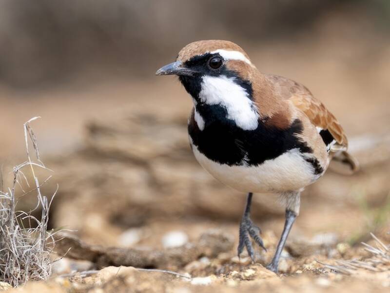 Nullarbor Quail-thrush, Photos 4