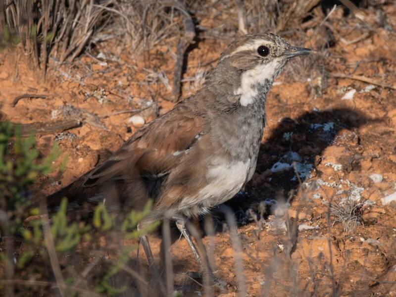 Nullarbor Quail-thrush, Photos 3