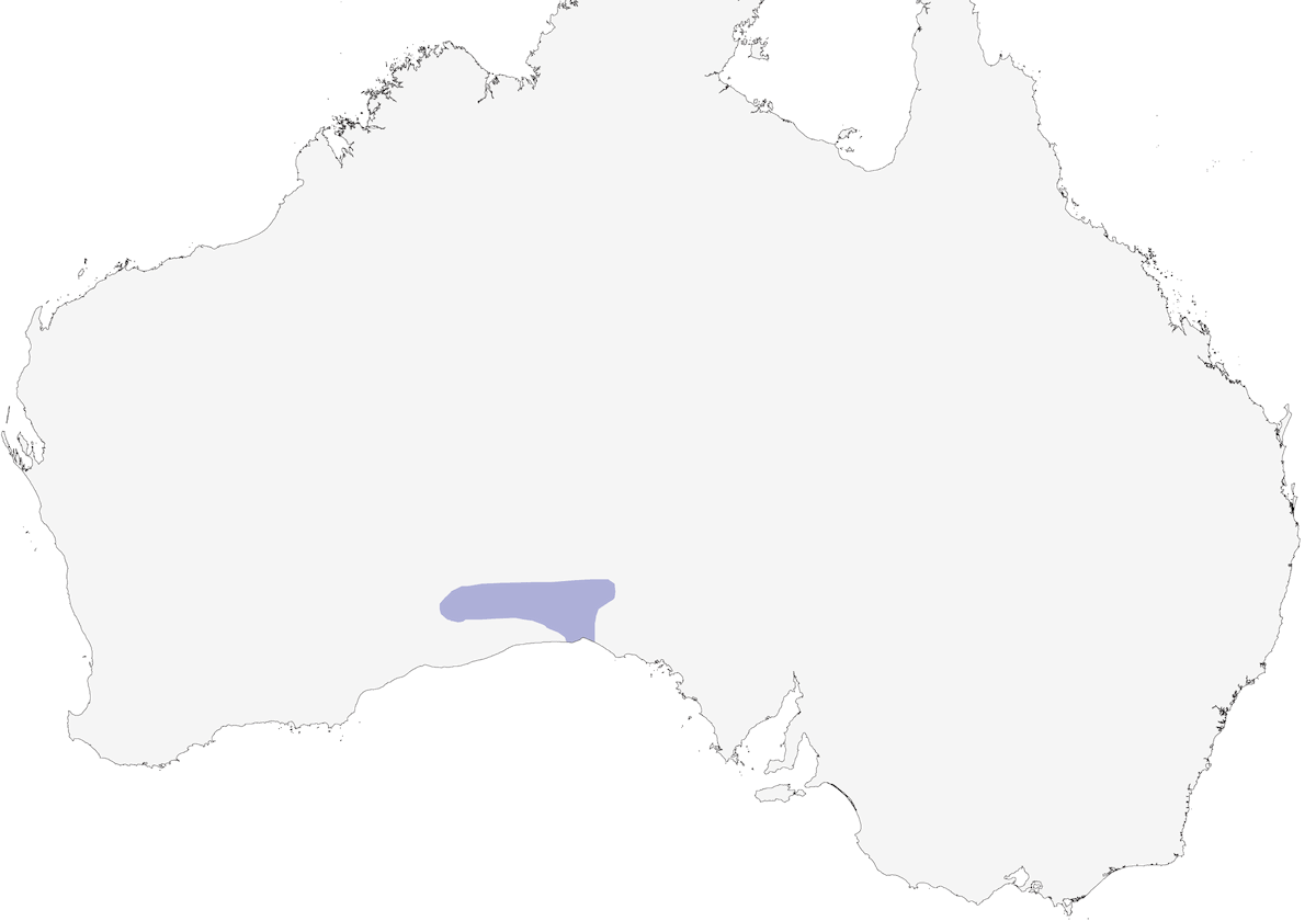 Nullarbor Quail-thrush, Distribution 1