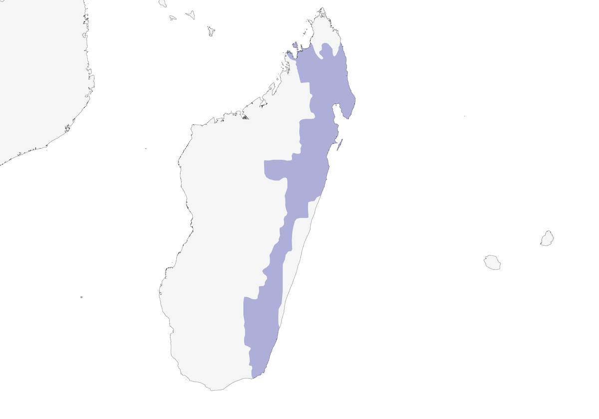 Vanga Trepador, Distribución 1