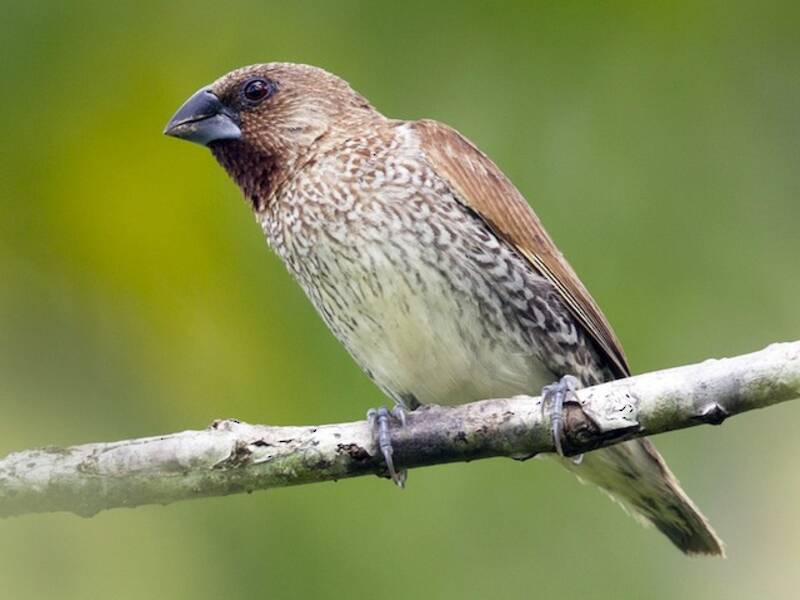 Scaly-breasted Munia (Lonchura punctulata)