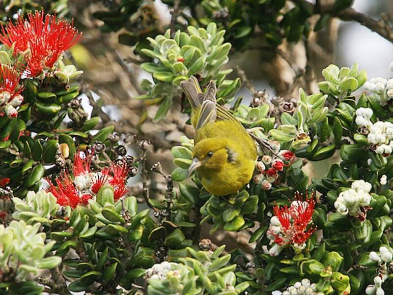 Amakihi de Oahu, Fotos 3