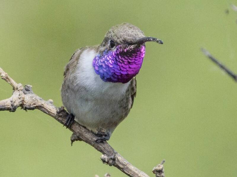 Oasis Hummingbird, Photos 3