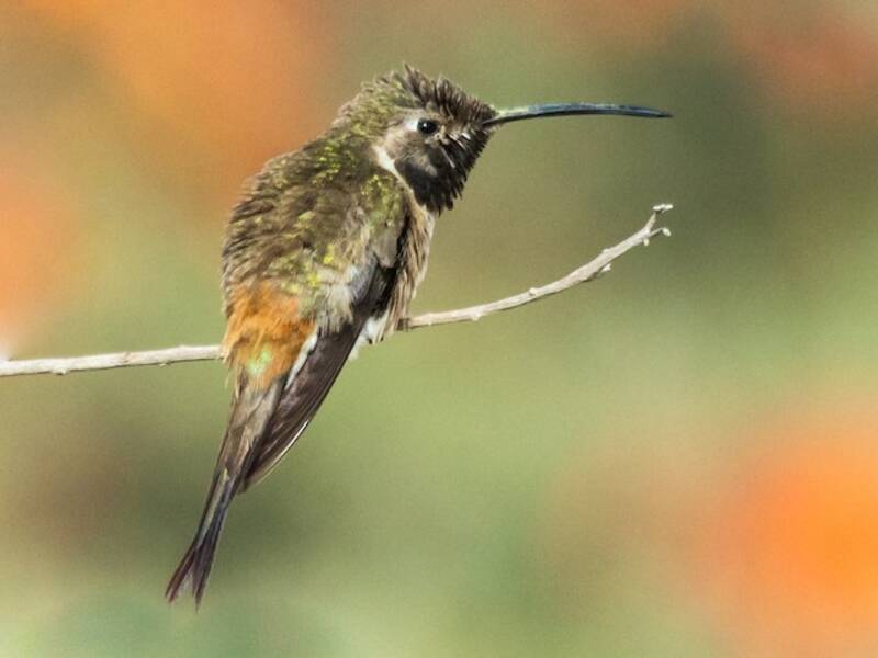 Oasis Hummingbird, Photos 2