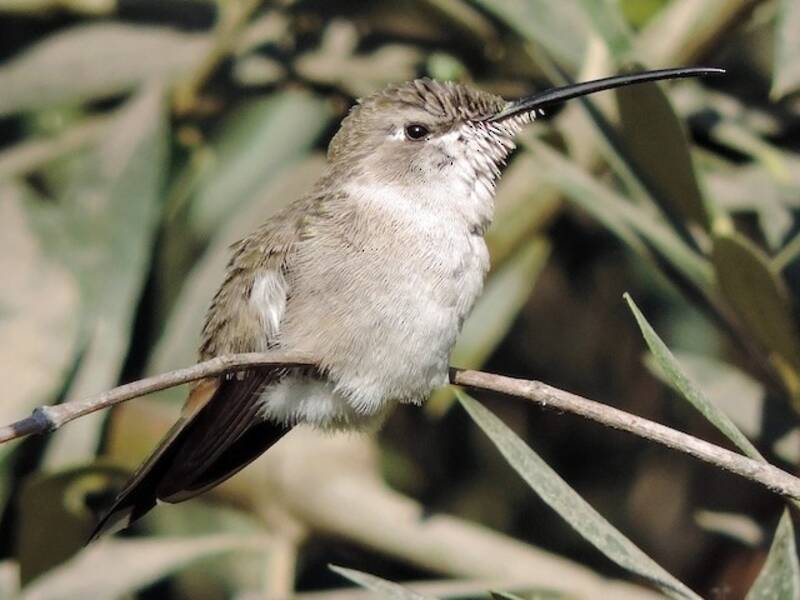 Oasis Hummingbird