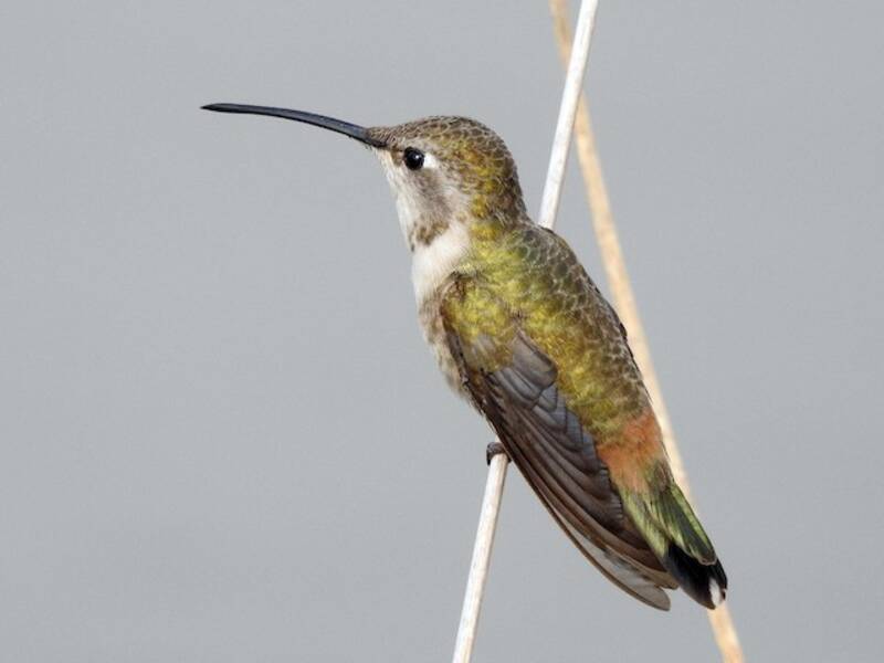 Oasis Hummingbird, Photos 4