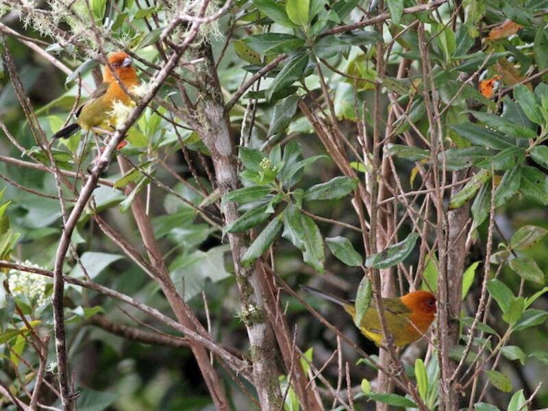 Ochre-breasted Brushfinch