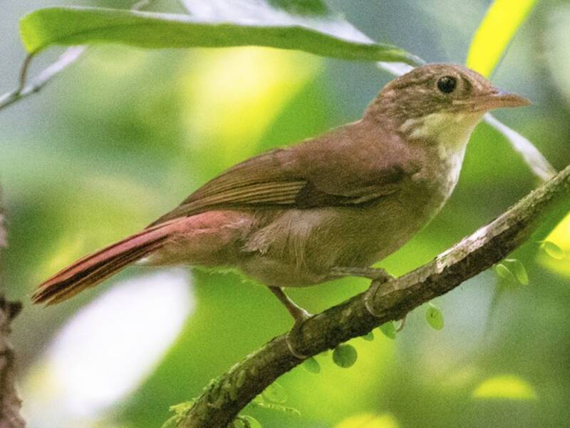 Cercafoglie dal dorso olivaceo, Foto 4