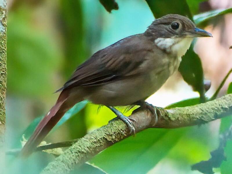 Cercafoglie dal dorso olivaceo, Foto 2
