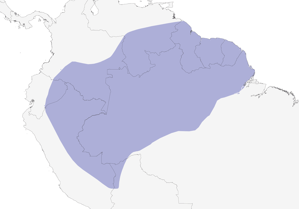 Cercafoglie dal dorso olivaceo, Distribuzione 1