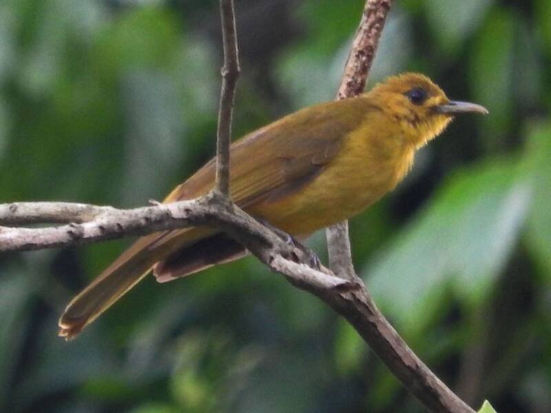 Obi Golden-Bulbul, Photos 3