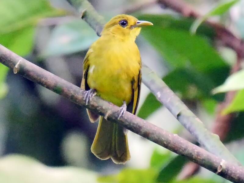 Obi Golden-Bulbul