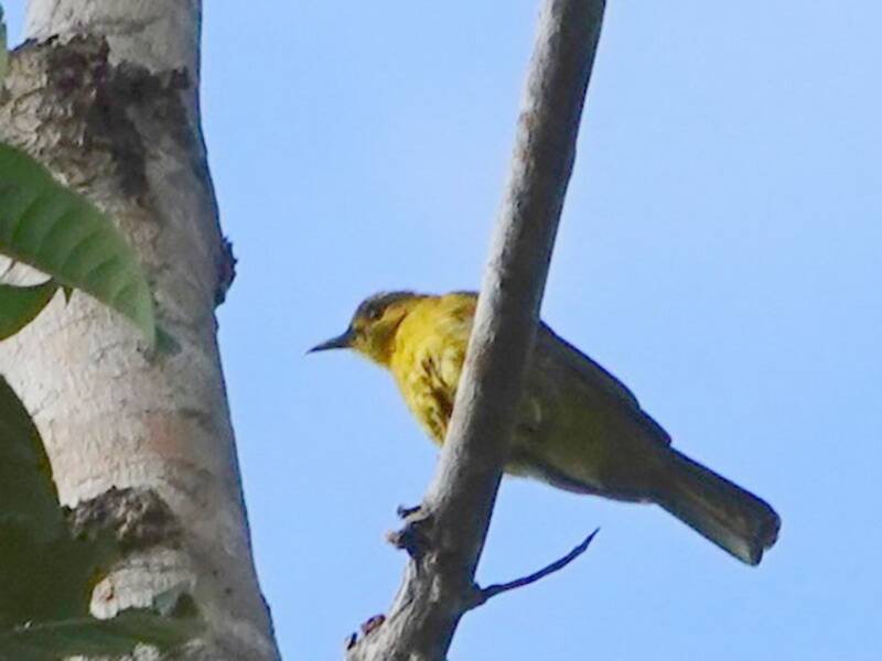 Obi Golden-Bulbul, Photos 2