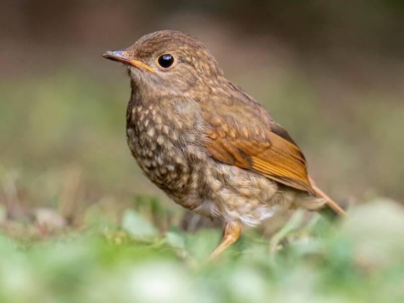 Orange-billed Nightingale-Thrush