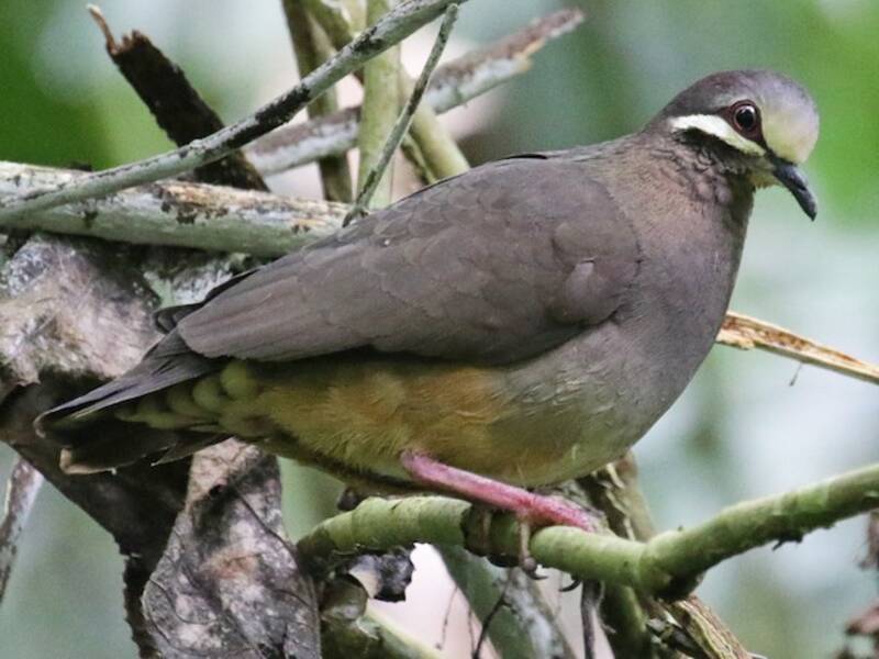 Olive-backed Quail-Dove, 照片 3