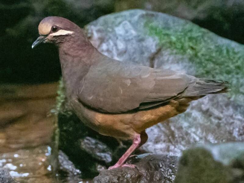 Olive-backed Quail-Dove, 照片 2