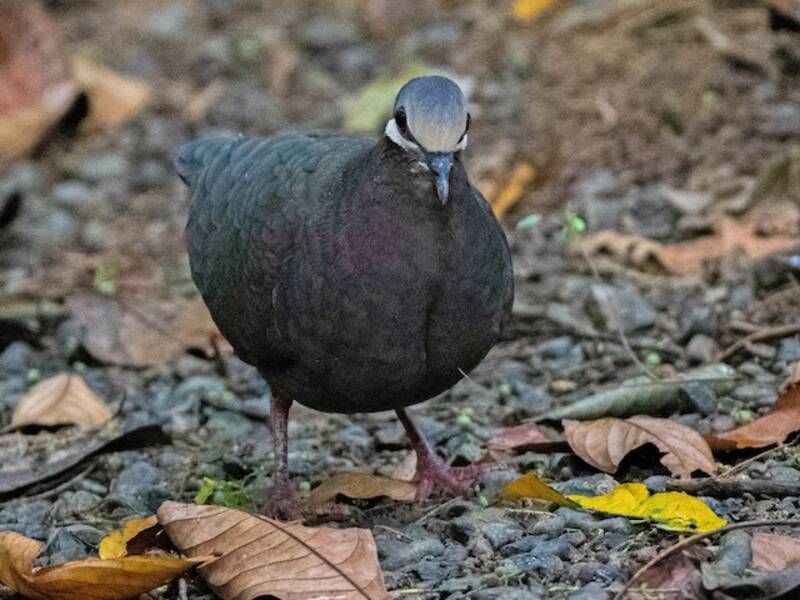 Olive-backed Quail-Dove, 照片 4