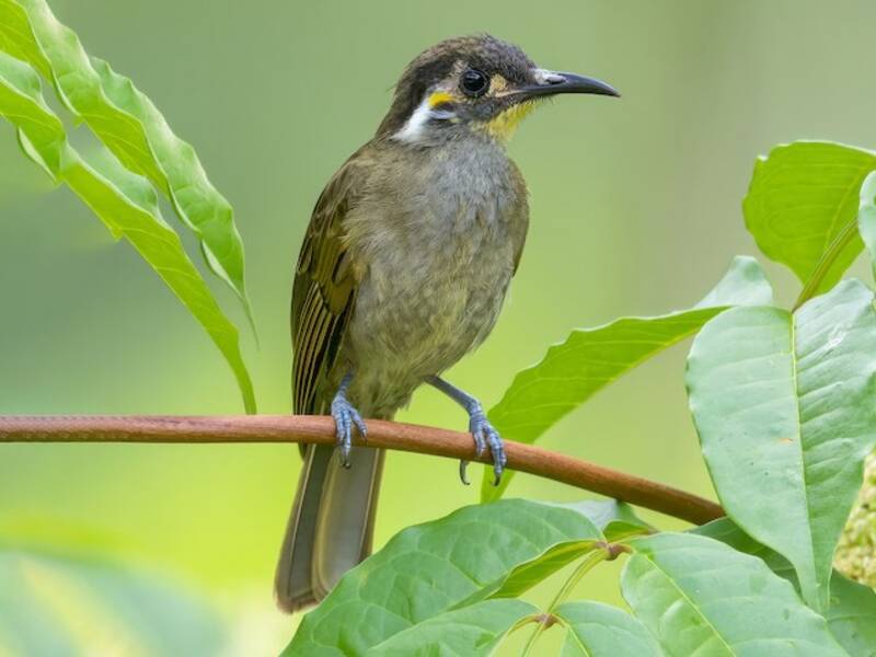 Obscure Honeyeater, Photos 4