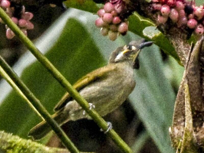 Obscure Honeyeater, Photos 3