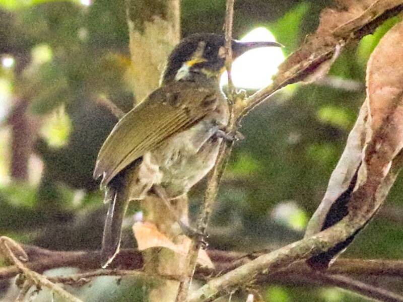 Obscure Honeyeater, Photos 2