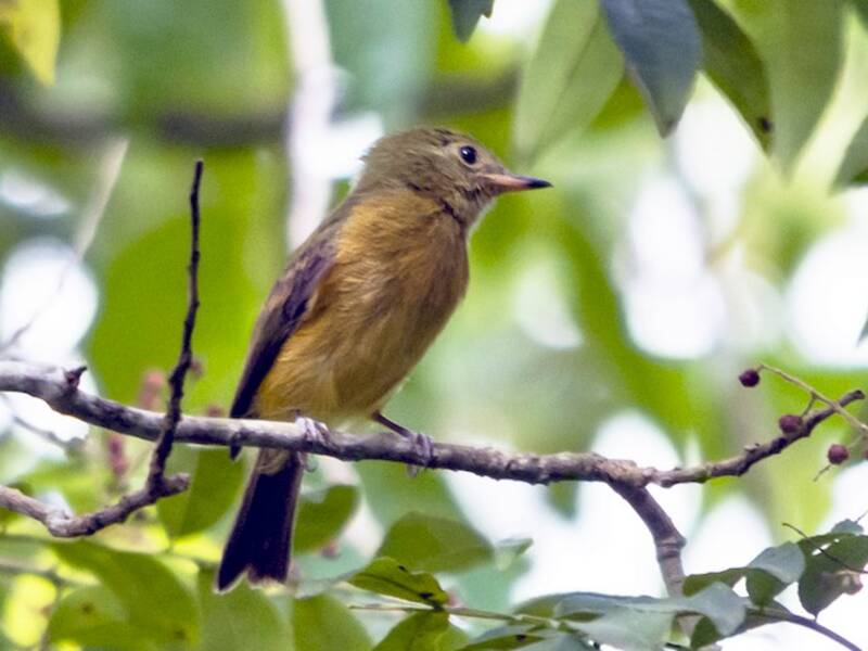 Ochre-bellied Flycatcher