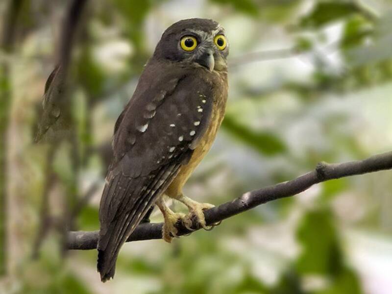 Ninox ocrée