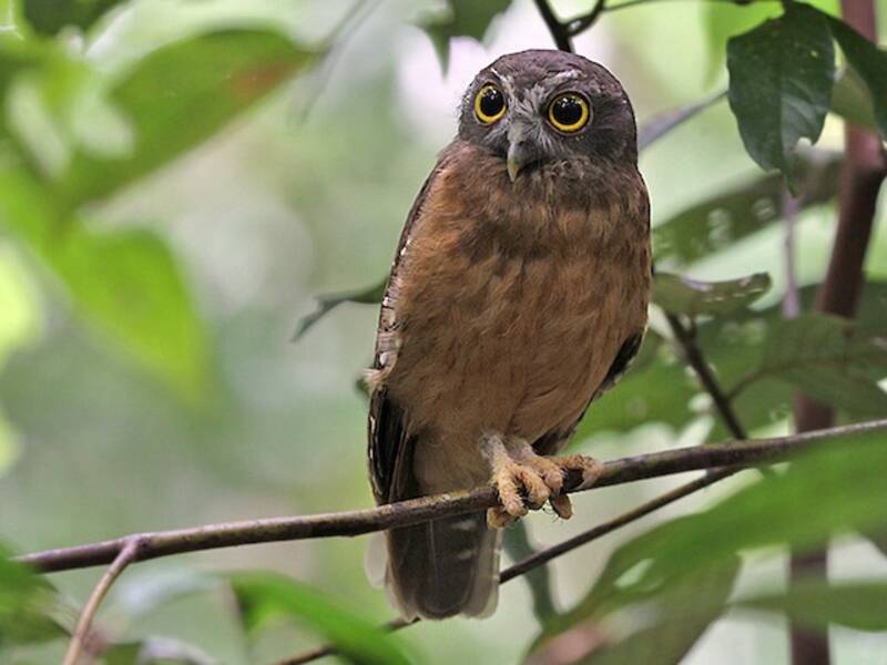 Ninox ocrée, Photos 2