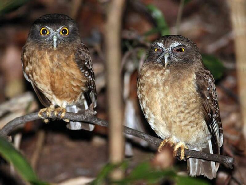 Ninox ocrée, Photos 3