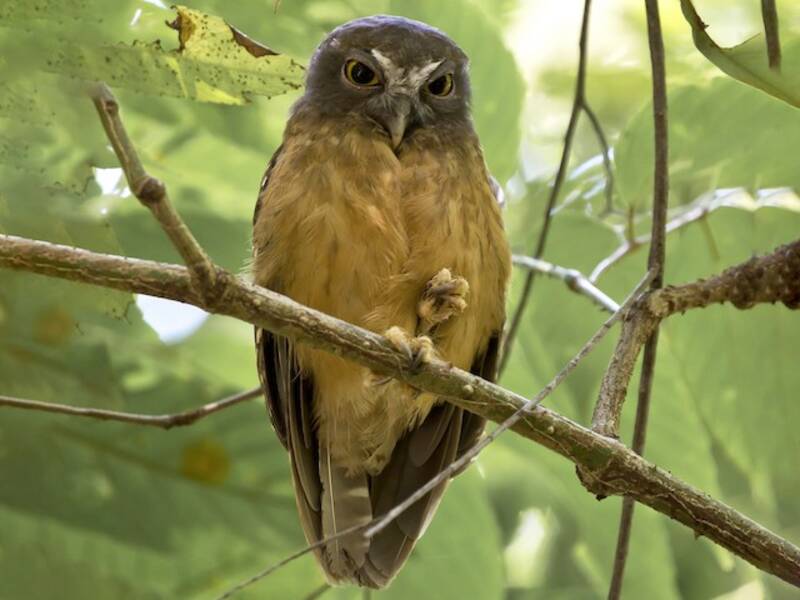 Ninox ocrée, Photos 4