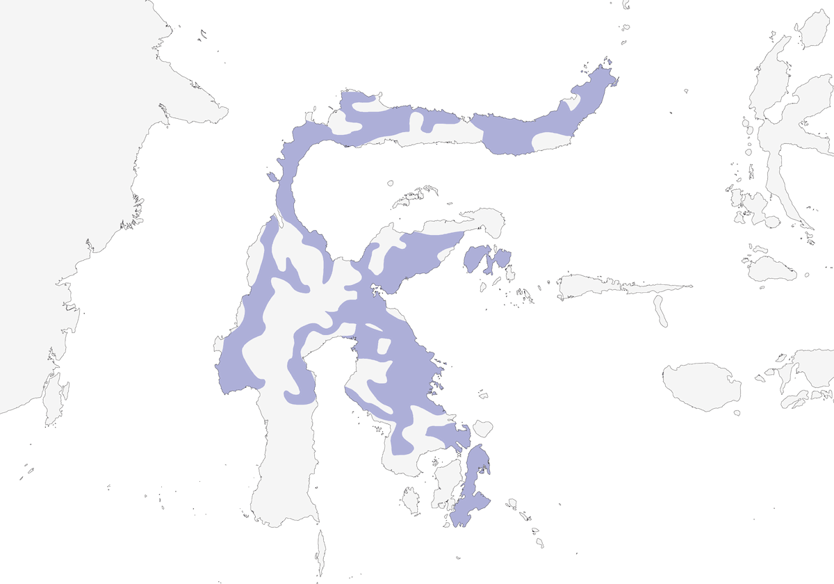 Ninox ocrée, Distribution 1
