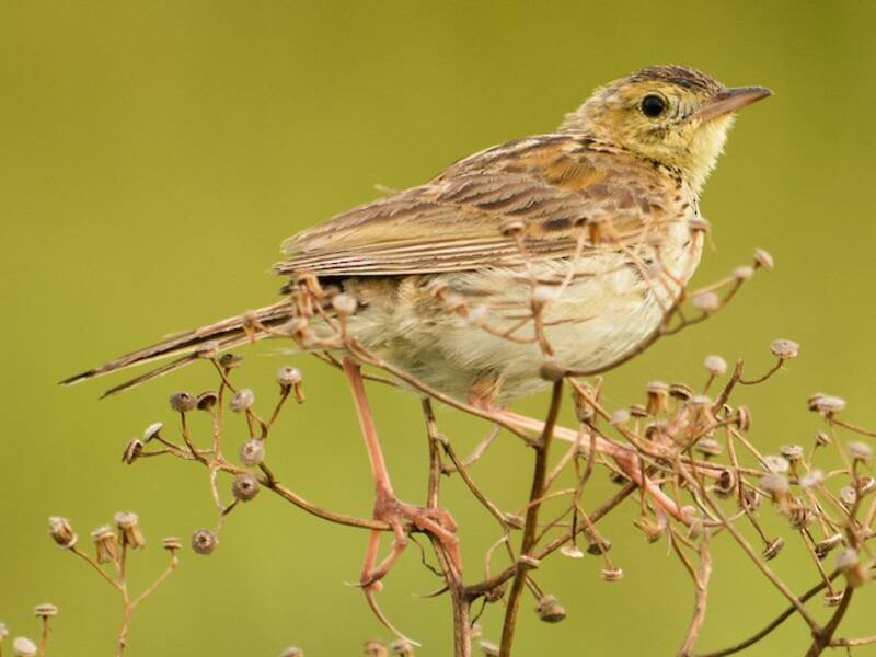 Ochre-breasted Pipit