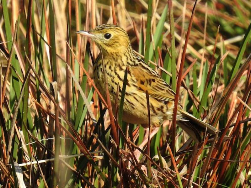 Ochre-breasted Pipit, 照片 3