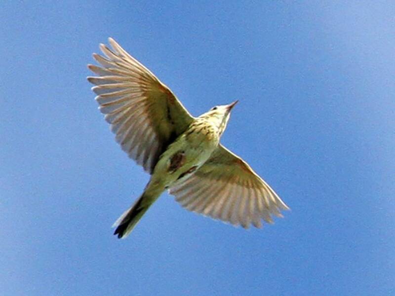Ochre-breasted Pipit, 照片 2