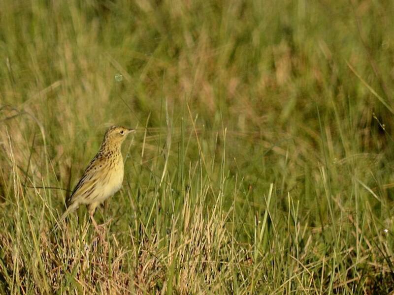 Ochre-breasted Pipit, 照片 4