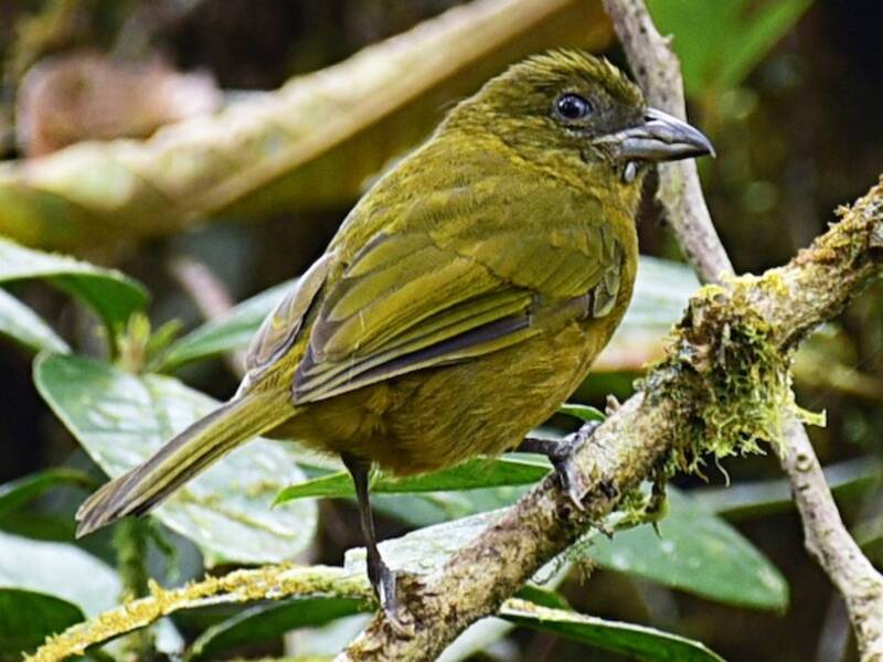 Ochre-breasted Tanager, 照片 3