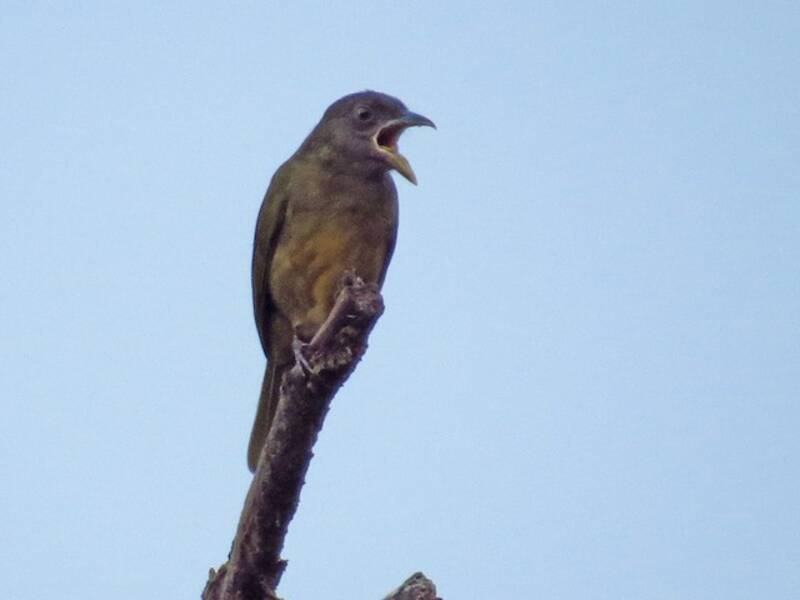 Ochre-breasted Tanager, 照片 4