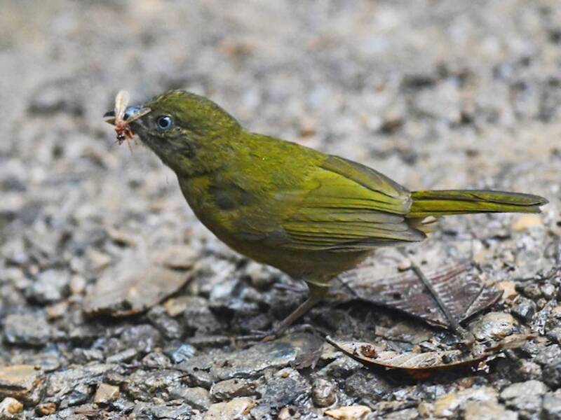 Ochre-breasted Tanager, 照片 2