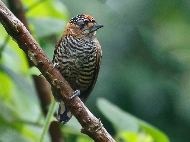 Ochre-collared Piculet, Photos 4