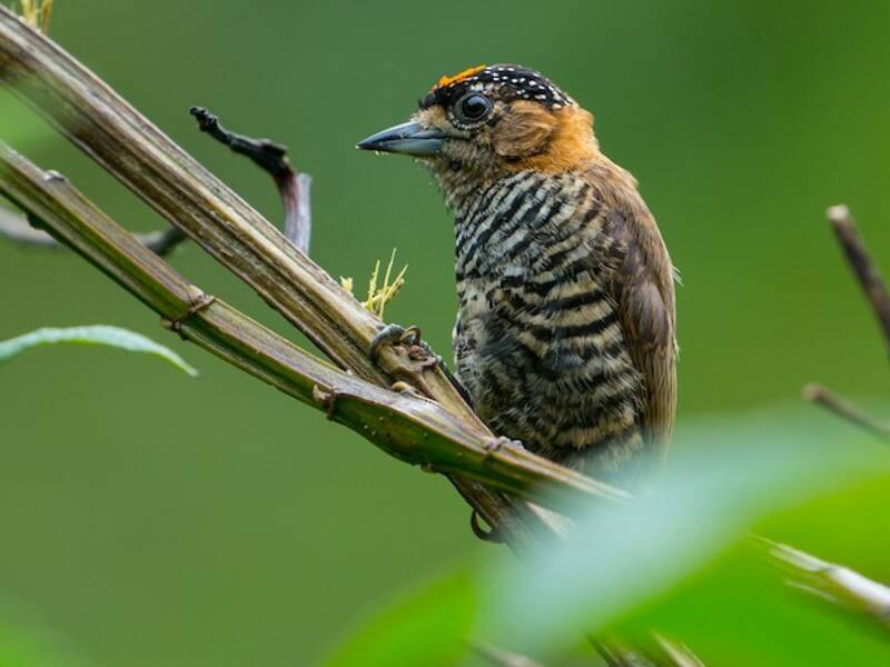 Ochre-collared Piculet, Photos 3