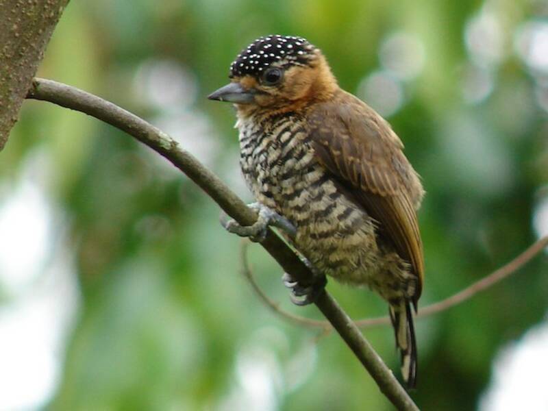 Ochre-collared Piculet, Photos 2