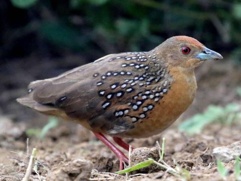 Polluela ocelada