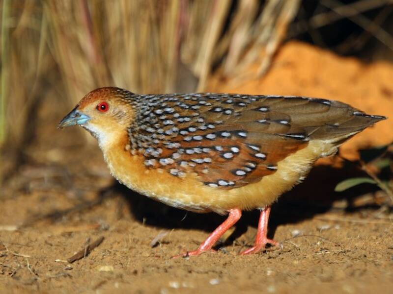 Ocellated Crake, 照片 3
