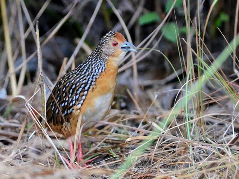 Ocellated Crake, 照片 2