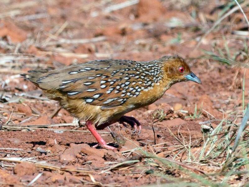 Ocellated Crake, 照片 4