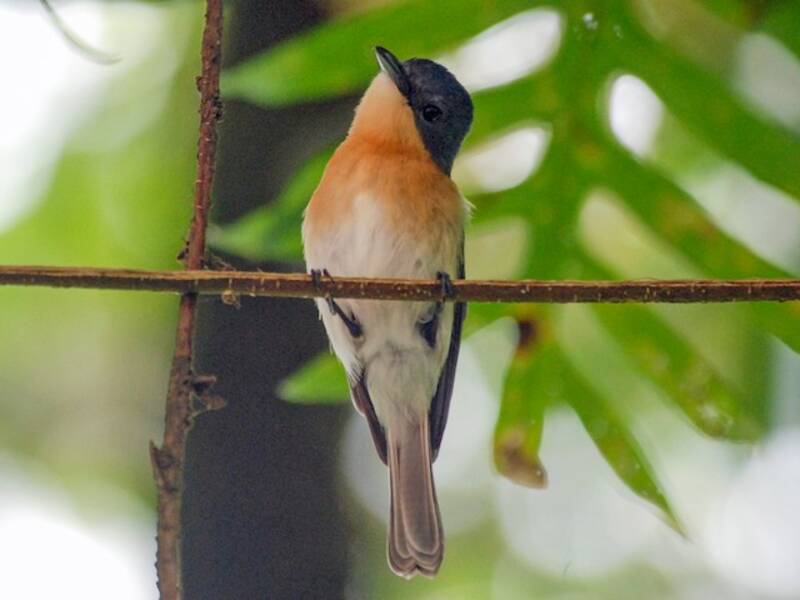 Chuuk Flycatcher