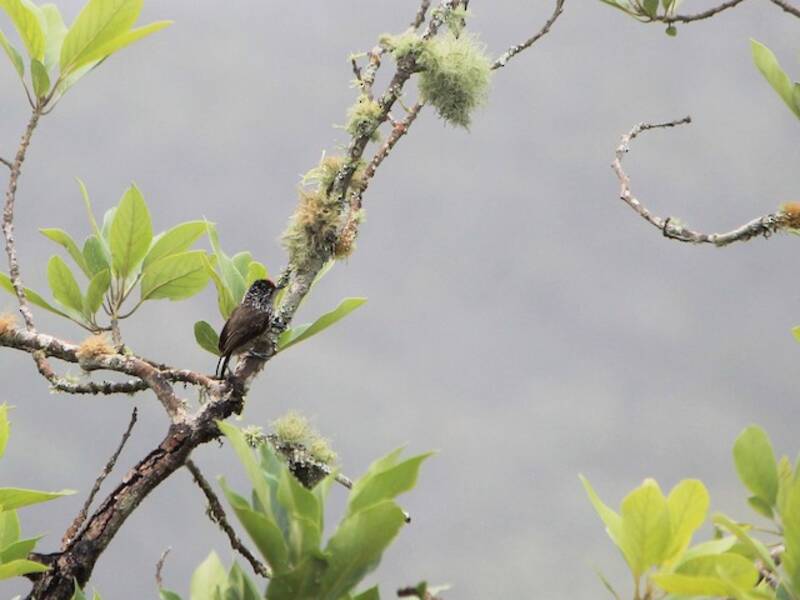 Piculet ocelado