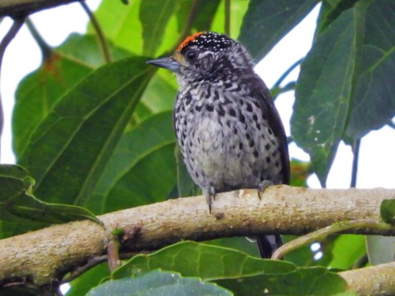 Piculet ocelado, Fotos 3
