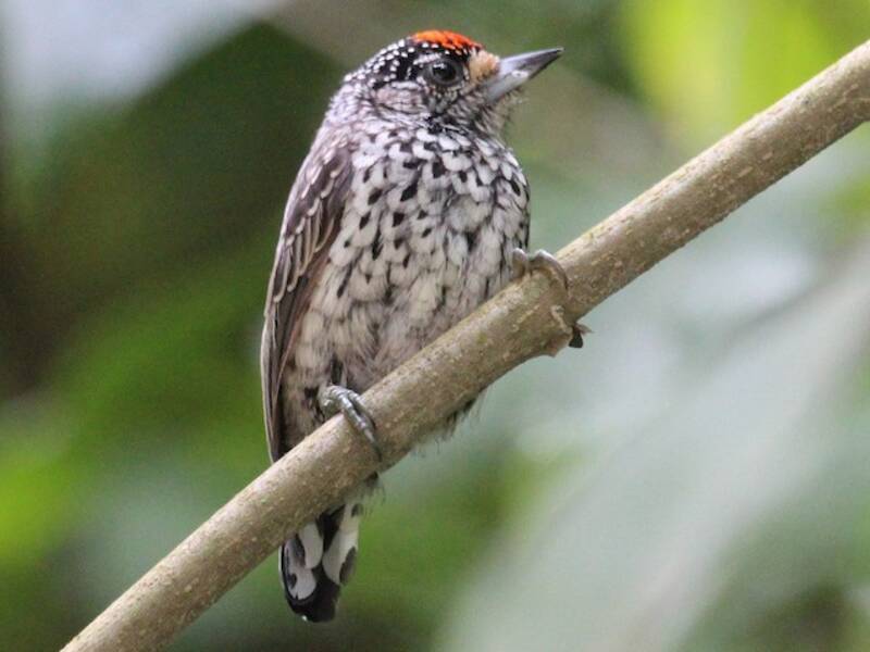 Piculet ocelado, Fotos 4
